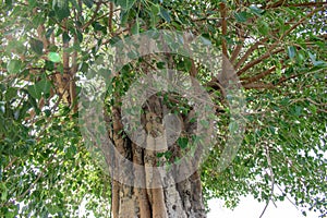 Bodhi tree (Bo Tree, Pipal Tree,Peepul tree,Sacred tree,Sacred fig Tree) isolated on white background