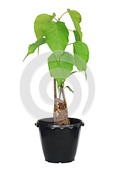 Bodhi tree bonsai in pot on white background