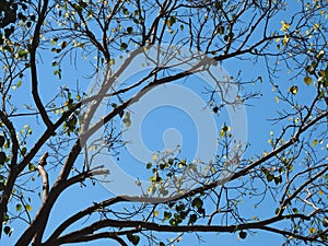 Bodhi tree branch with green orange golden leaves against blue sky.