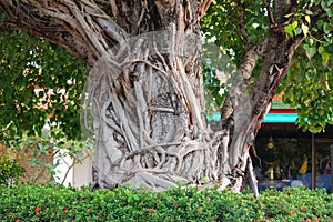 Bodhi tree photo