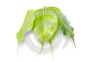 Bodhi tree Ficus religiosa , Sacred fig leaves and branch pendant foreground isolated on white background with clipping path.
