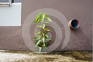 The bodhi tree that grew out of the cracks or grooves of the building, Sacred Fig, Pipal or Bo Tree, Peepul