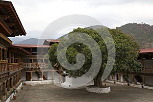 Bodhi Tree inside Punakha Dzong