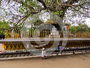 Bodhi Tree in Kelaniya Temple