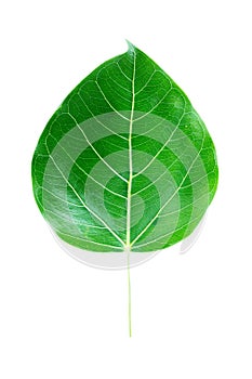 Bodhi tree leaf