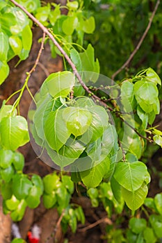 Bodhi Tree leaf.