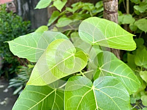 Bodhi tree leaves or sacred fig of ficus religiosa