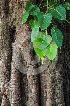 Ein Baum 