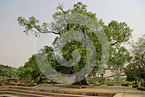 Bodhi tree in Lumbini (Buddha's birthplace) photo