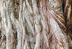 Bodhi tree root