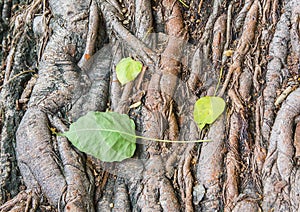 Bodhi tree root