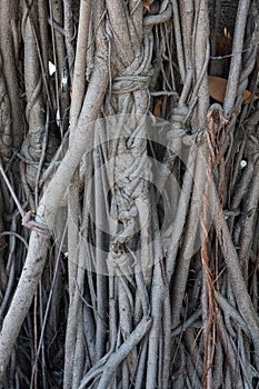 Bodhi tree root.