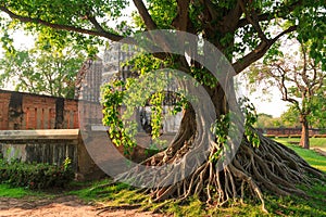 Bodhi Tree photo