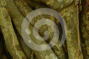 Bodhi tree trun and root cover wall in Wat  Lek Tham Kit ancient Buddhist temple in Thailand