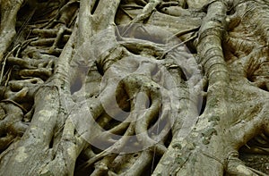Bodhi tree trun and root cover wall in Wat  Lek Tham Kit ancient Buddhist temple in Thailand