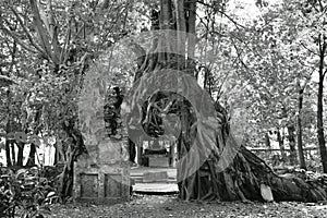 Bodhi tree trunk and root cover entrance in Wat  Lek Tham Kit ancient Buddhist temple in Thailand