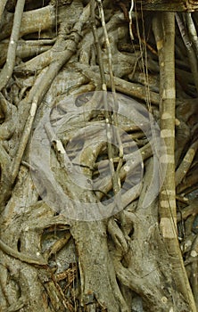 Bodhi tree trunk and root cover wall in Wat  Lek Tham Kit ancient Buddhist temple in Thailand