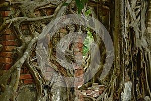 Bodhi tree trunk and root cover wall in Wat Lek Tham Kit ancient Buddhist temple in Thailand