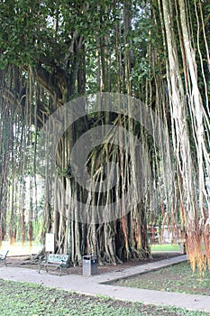 The Bodhi Tree was once said to be the place where Sidharta Gautama meditated