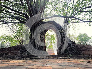 BodhiTree