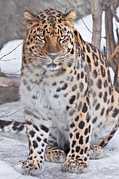 Bodied Far Eastern leopard sits in the snow, a powerful body with a clear view