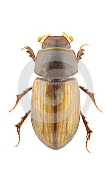 Bodilus lugens