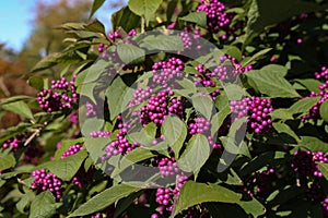 Bodiniers beautyberry callicarpa bodinieri with lilac, purple berries