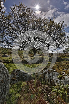 Bodmin moor in cornwall england uk