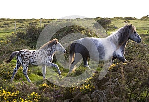 A Bodmin Moor pony with her foal