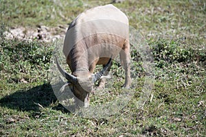 Body of Albino buffalo