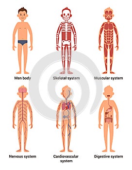 Body anatomy of men. Nerves and muscular systems, heart and other organs. Vector illustration set