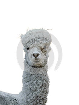 The body of a beautiful grey Alpaca isolated on a white background.