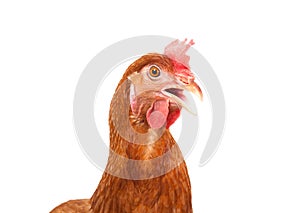 Body of brown chicken hen standing isolated white background use