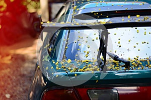 the body of car dirty from flowers and leaves