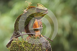 Body gesture of a forest dragon who is ready to attack the intruding animals that enter its territory.