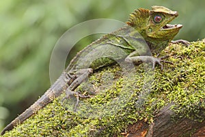 Body gesture of a forest dragon who is ready to attack the intruding animals that enter its territory.