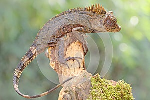 Body gesture of a forest dragon who is ready to attack the intruding animals that enter its territory.