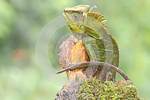 Body gesture of a forest dragon who is ready to attack the intruding animals that enter its territory.