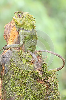 Body gesture of a forest dragon who is ready to attack the intruding animals that enter its territory.