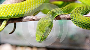 Body of green tree python Morelia viridis close-up. Portrait art. Snake skin, natural texture, abstract, graphic