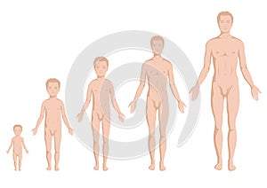 Body growing stages, human body