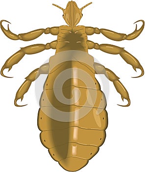 Body and Head Louse Vector Illustration