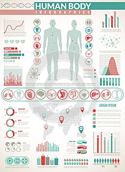 Body infographics. Human health medical vector anatomy infographic with chart, diagrams and graphs, inner organ icons