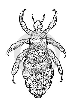 Body louse illustration, drawing, engraving, ink, line art, vector