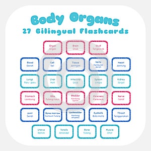 Body Organs Colorful Bilingual Flashcards Vector Set