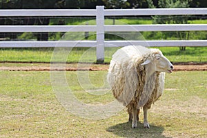 Body part of sheep face standing on green grass field in ranch f