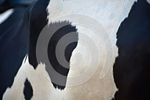 Body parts of a cow unique background photograph