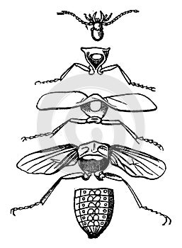 Body parts of an insect, vintage engraving