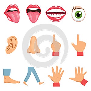 Body Parts Vector Illustration