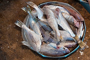 Body of raw fishes prepared for sell on fish market.